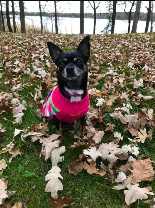 a dog in a sweater sitting in leaves