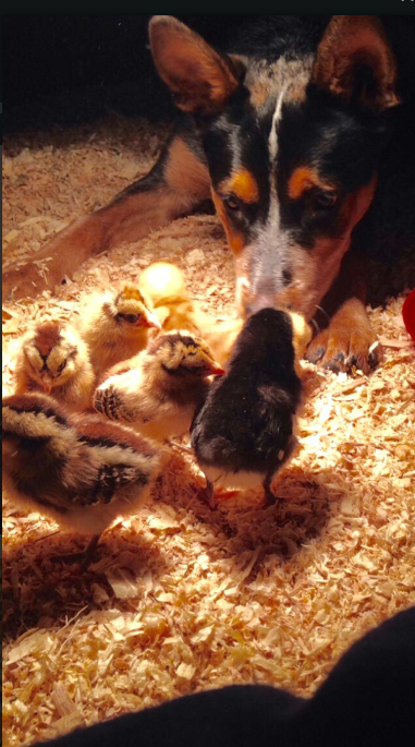 a dog sniffing a group of chicks