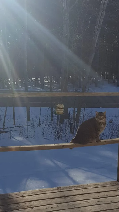 a cat sitting on a railing in the snow