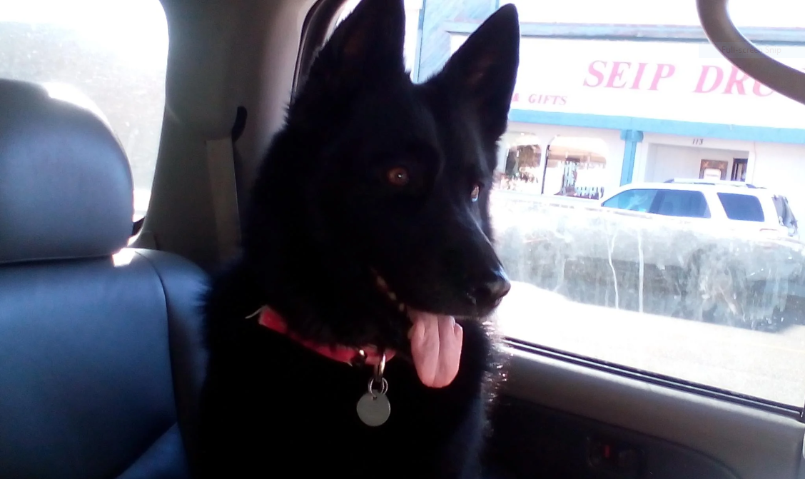 a black dog sitting in a car
