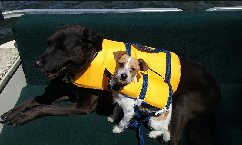 a dog and a dog wearing life vests