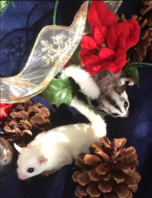a white rodent next to pine cones and flowers