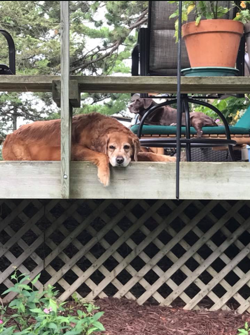 a dog lying on a deck