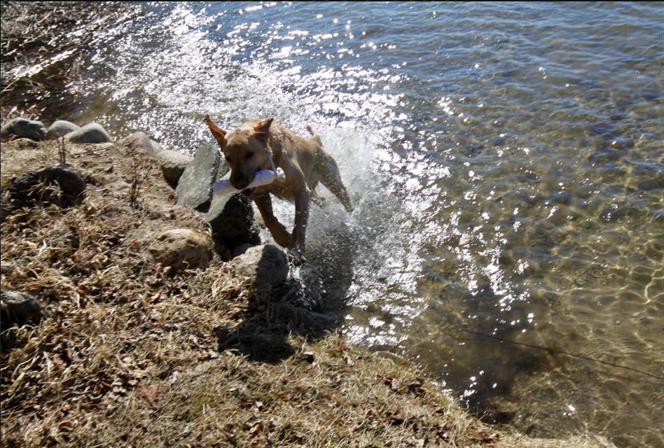 a dog running in water with a stick in its mouth