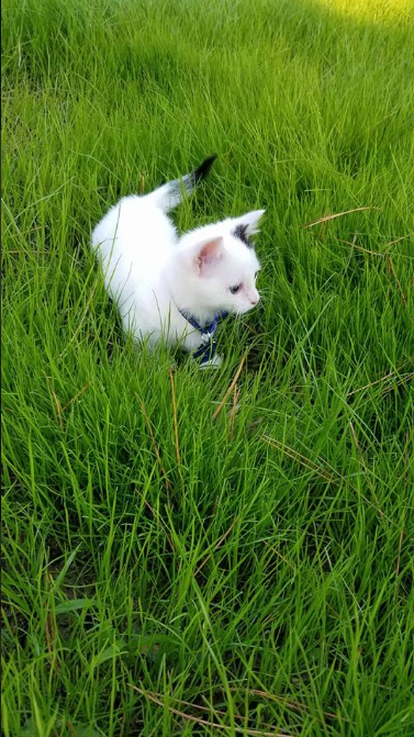 a cat standing in the grass