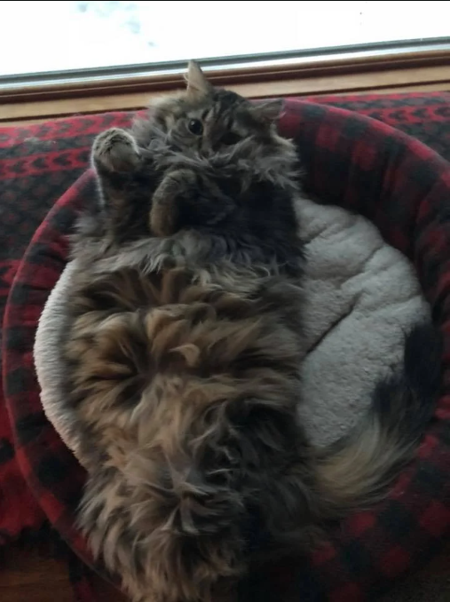 a cat lying on its back on a bed
