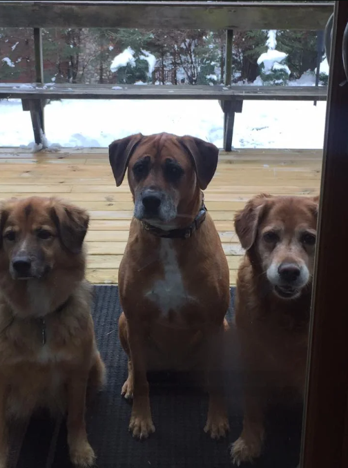 a group of dogs sitting on a porch