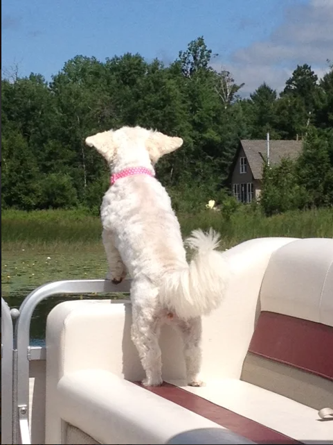 a dog standing on a boat