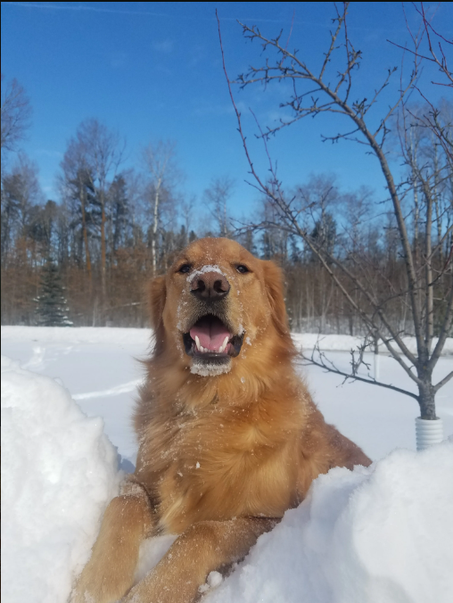 a dog lying in the snow
